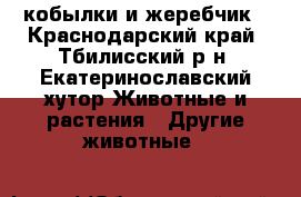 2 кобылки и жеребчик - Краснодарский край, Тбилисский р-н, Екатеринославский хутор Животные и растения » Другие животные   